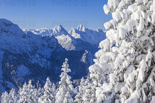 Winter landscape and snow-covered trees in front of mountains, winter, sun, Tegelberg, Ammergau Alps, Upper Bavaria, Bavaria, Germany, Europe