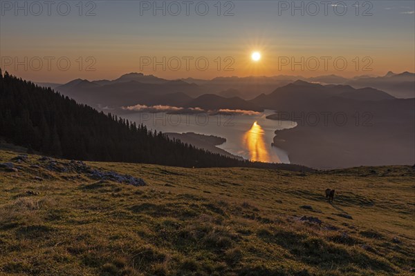 Sunrise over mountain lake and mountains, alpine meadow, horse, backlight, summer, view from Simetsberg to Walchensee and Bavarian Alps, Bavaria, De