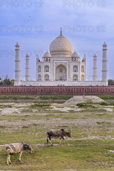The Taj Mahal, view from the View Point near Mehtab Bagh or Moonlight Garden, Agra, India, blue sky, art, pattern, Asia