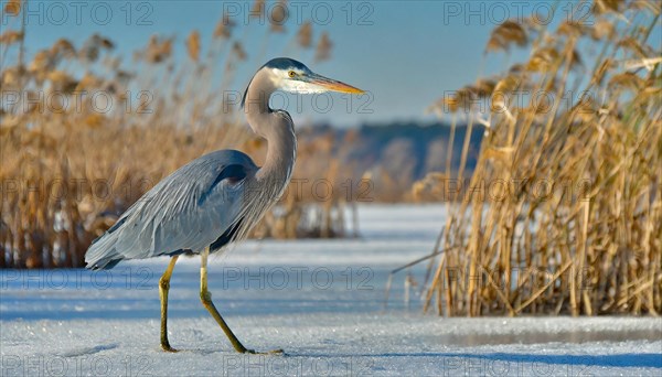 KI generated, animal, animals, bird, birds, biotope, habitat, one, individual, water, reed, winter, snow, blue sky, foraging, wildlife, seasons, heron, little blue heron (Egretta caerulea), Florida, Mexico, ice, Central America