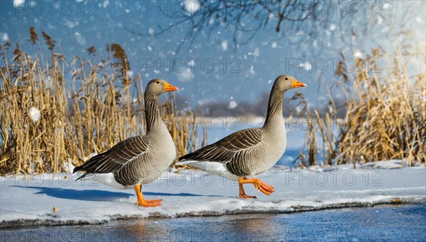 Ai generated, animal, animals, bird, birds, biotope, habitat, one, individual, ice, snow, winter, waters, reeds, blue sky, foraging, wildlife, seasons, greylag goose (Anser anser), goose, geese, geese birds