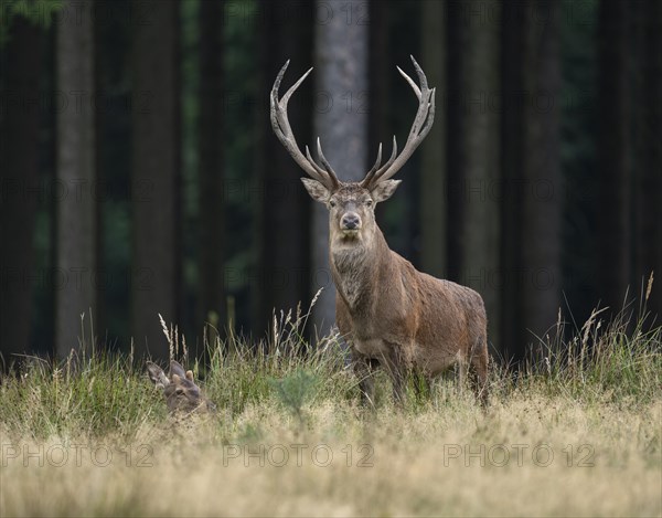 Red deer (Cervus elaphus), young deer lying and old deer standing on a forest meadow, captive, Germany, Europe