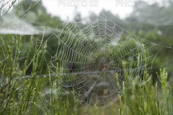 Spider web in the early morning with cross spider in the centre, Blabjerg Plantage, Henne Kirkeby, Syddanmark, Denmark, Europe
