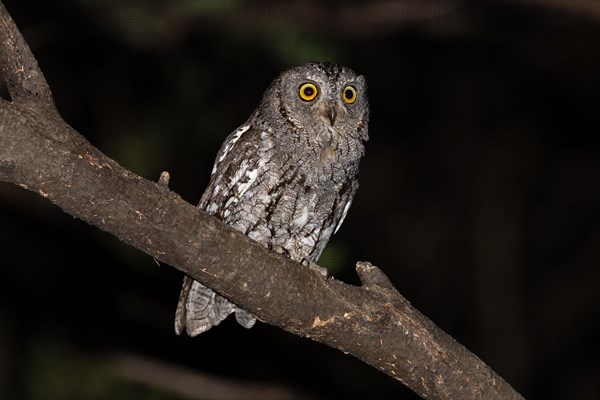 African scops owl (Otus senegalensis), Namibia, Africa