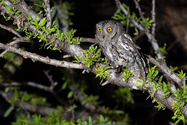 African scops owl (Otus senegalensis), Namibia, Africa