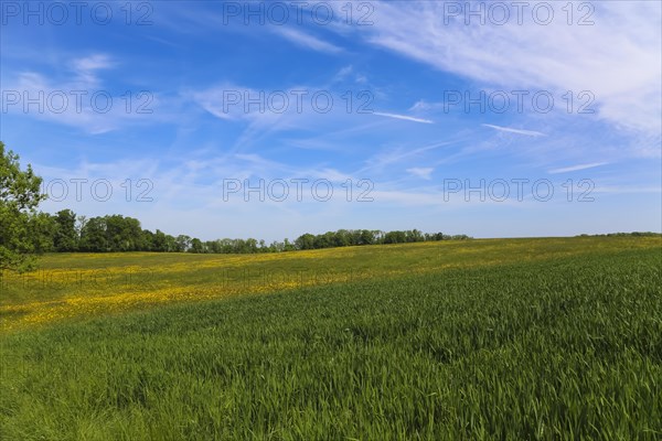 Meadow, green grasses, landscape, summer mood, blue sky, clouds, nature near Neidlingen, Swabian Alb, Baden-Wuerttemberg, Germany, Europe