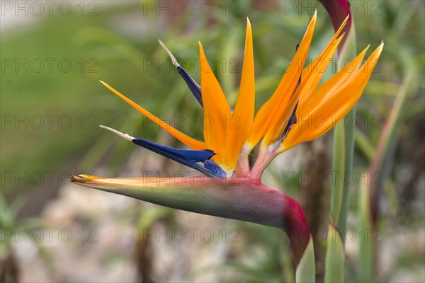 Flowering strelitzias (Strelitzia), Botanical Garden, Erlangen, Middle Franconia, Bavaria, Germany, Europe