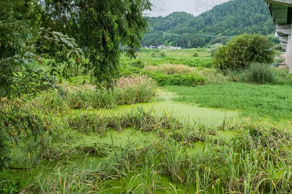 Algae covered water with tall reeds and grasses in marsh next to river under concrete bridge in South Korea