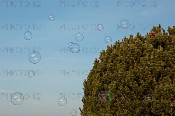 Soap bubbles multicoloured film of soapy water next to each other in front of blue sky and green tree needles