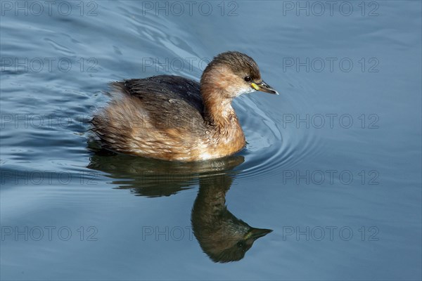 Little Grebe with Mirror Image Swimming in Water Right Sighting