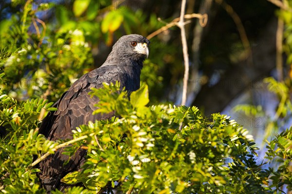 Black buzzard (Buteogallus urubutinga) Pantanal Brazil