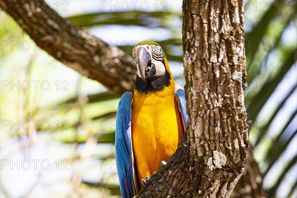 Blue and yellow macaw (Ara ararauna) Pantanal Brazil