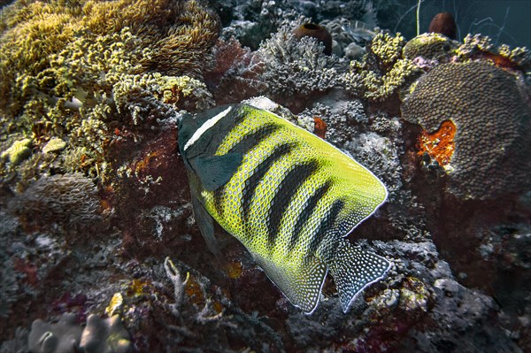 Sixband angelfish (Pomacanthus sexstriatus), Wakatobi Dive Resort, Sulawesi, Indonesia, Asia