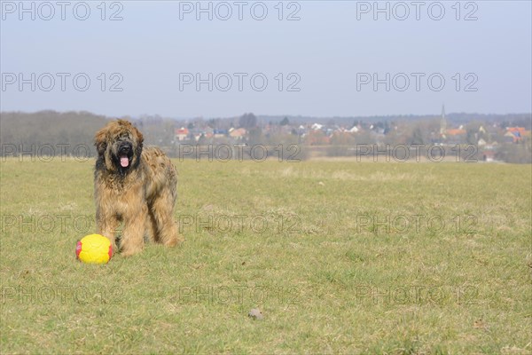 Briard, young, 9Moate old, plays with ball