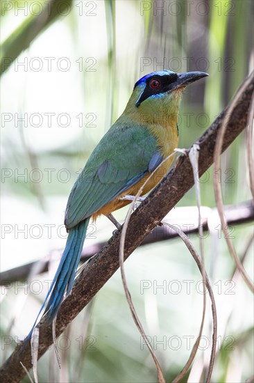 Blue-crowned motmot (Momotus momota) Pantanal Brazil