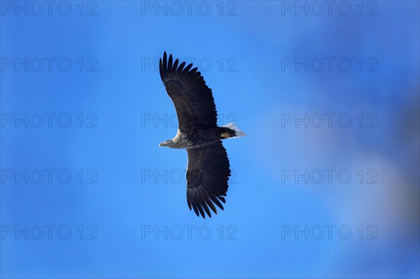 A white-tailed eagle (Haliaeetus albicilla) spreads its wings and flies in front of a clear blue sky, Wismar, Mecklenburg-Western Pomerania, Germany, Europe
