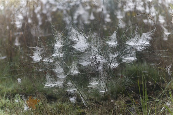 Cobwebs in the early morning with dewdrops, Ruesselsheim am Main, Hesse, Germany, Europe