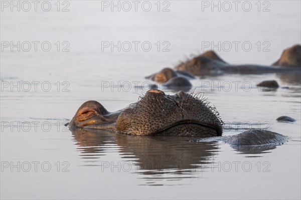 Sleeping hippo (Hippopatamus amphibius) in water with reflection, adult, animal portrait, stretching nose out of the water, Sunset Dam, Kruger National Park, South Africa, Africa
