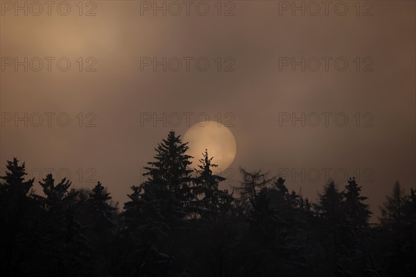 The sun disc sets behind a snowy forest in foggy weather, reddish evening light, Upper Bavaria, Bavaria, Germany, Europe