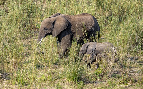 African elephant (Loxodonta africana), mother with young, feeding on the banks of the Sabie River, Kruger National Park, South Africa, Africa