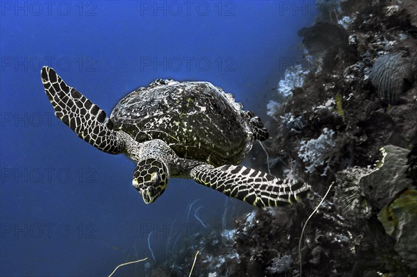 Green turtle (Chelonia mydas), Wakatobi Dive Resort, Sulawesi, Indonesia, Asia