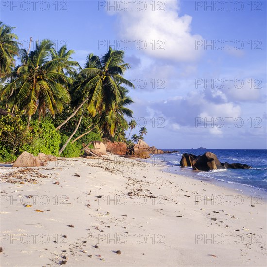 Seychelles, Fregate, blue water and palm trees on the white sandy beach of Anse Victorin, Africa