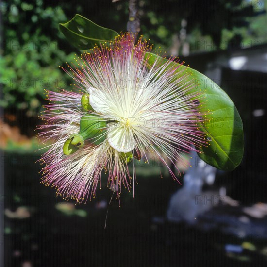 Seychelles, Flora, Acca sellowiana, Africa