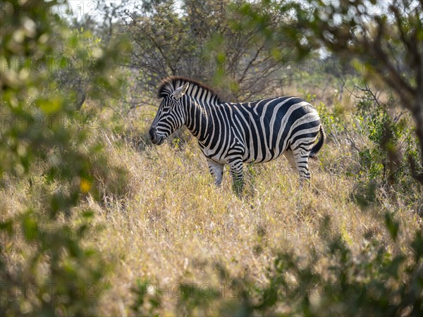 Plains zebra (Equus quagga) in dry grass, African savannah, Kruger National Park, South Africa, Africa