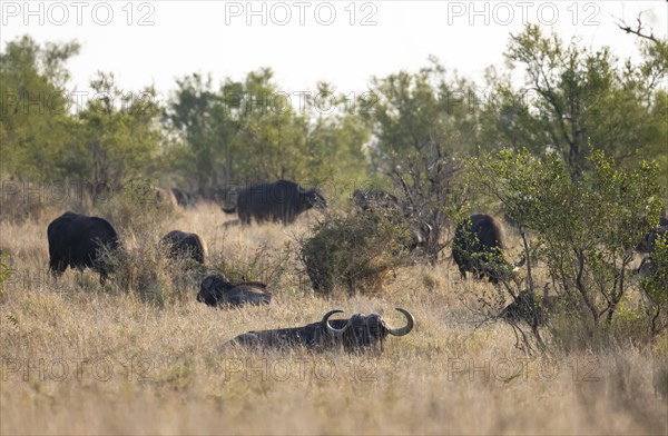 African buffalo (Syncerus caffer caffer), herd in dry grass, African savannah, Kruger National Park, South Africa, Africa