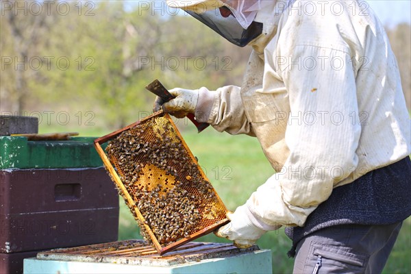 Beekeeper works on his hive