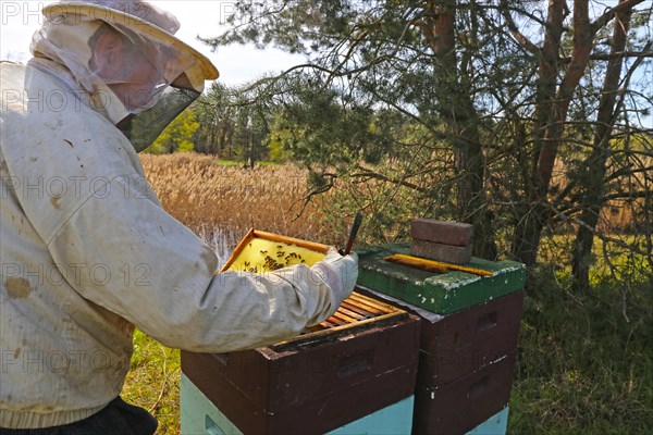 Beekeeper works on his hive