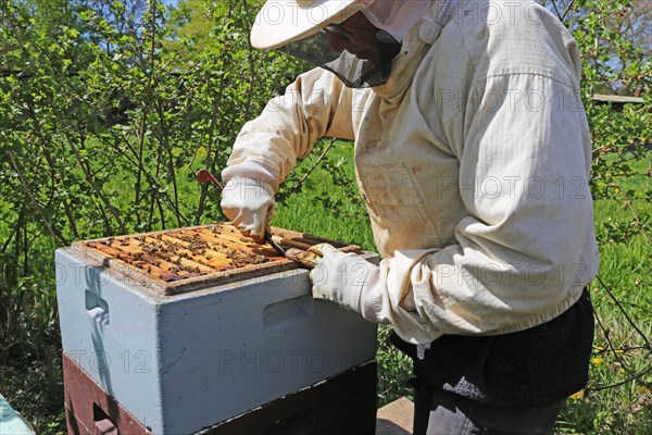 Beekeeper works on his hive