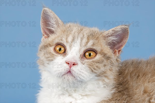 Pedigree cat Selkirk Rex, kitten, age 10 weeks, colour fawn tortie white, animal portrait, studio photo