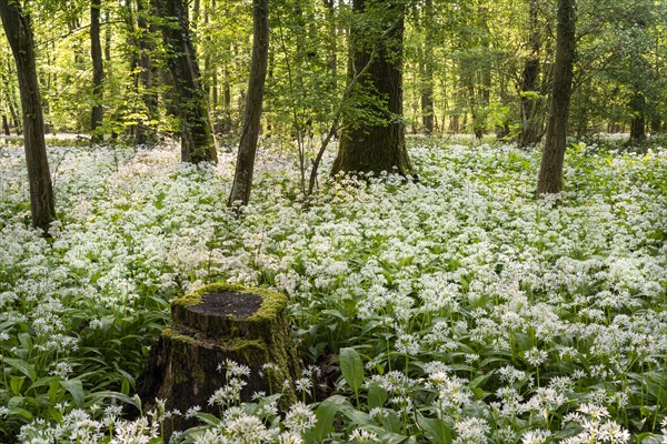 A deciduous forest with white flowering ramson (Allium ursinum) in spring in the evening sun. A tree stump in the foreground. Rhine-Neckar district, Baden-Wuerttemberg, Germany, Europe