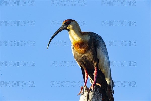 White-necked Ibis (Theristicus caudatus hyperorius) Pantanal Brazil