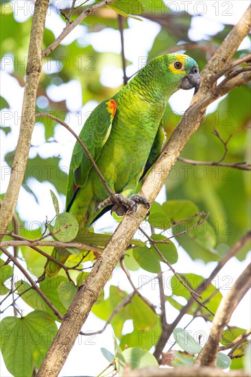 Blue-fronted Amazon (Amazona aestiva (Pantanal Brazil