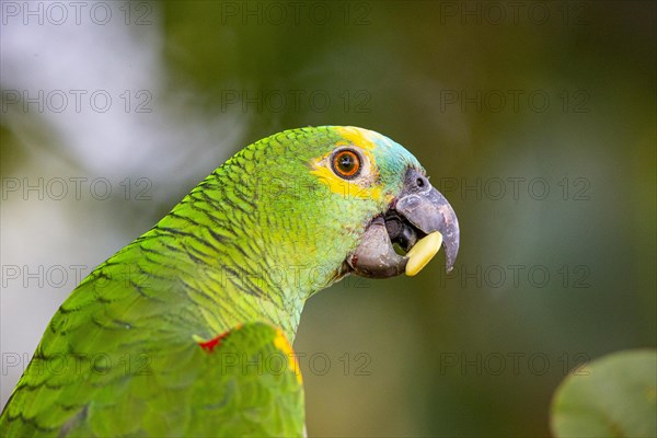 Blue-fronted Amazon (Amazona aestiva (Pantanal Brazil