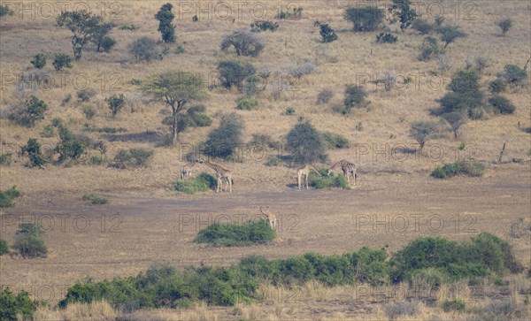 Southern giraffes (Giraffa giraffa giraffa) in the savannah, from above, Kruger National Park, South Africa, Africa