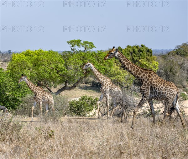 Three southern giraffes (Giraffa giraffa giraffa), African savannah, Kruger National Park, South Africa, Africa