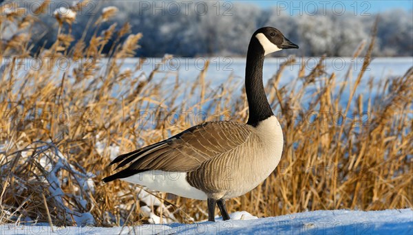 KI generated, animal, animals, bird, birds, biotope, habitat, one, individual, water, ice, snow, winter, reed, blue sky, foraging, wildlife, seasons, canada goose (Branta canadensis), goose, geese, goose bird