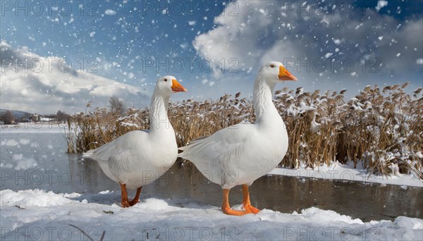 KI generated, animal, animals, bird, birds, biotope, habitat, one, individual, water, reed, blue sky, foraging, wildlife, seasons, snow goose (Anser caerulescens), goose, geese, geese birds