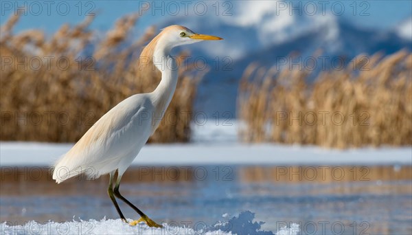 KI generated, animal, animals, bird, birds, biotope, habitat, one, individual, water, reed, snow, ice, winter, blue sky, foraging, wildlife, seasons, cattle egret (Bubulcus ibis)