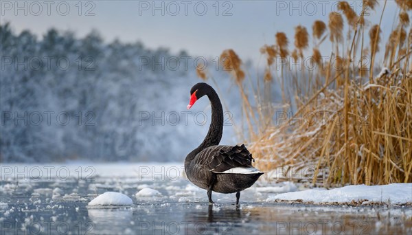 KI generated, animal, animals, bird, birds, biotope, habitat, one, individual, water, reed, blue sky, foraging, wildlife, summer, seasons, black swan (Cygnus atratus), Black Swan, snow, ice, winter