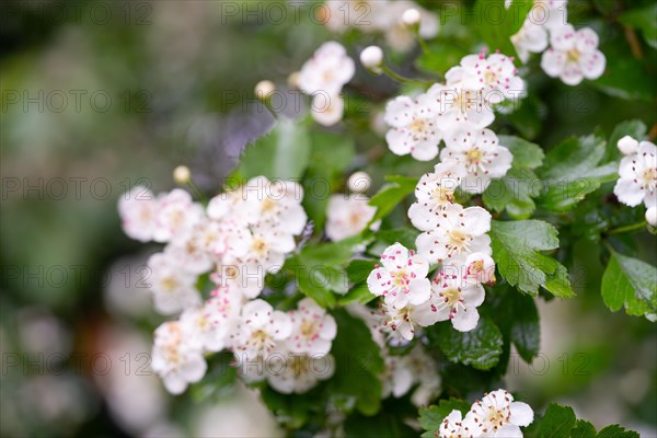 Common hawthorn (Crataegus monogyna), flowers, Velbert, North Rhine-Westphalia, Germany, Europe