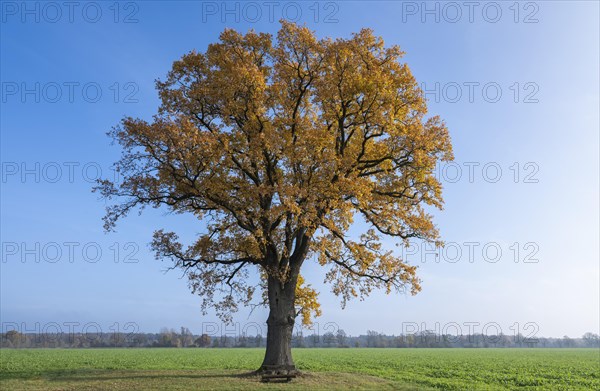 English oak (Quercus robur), solitary tree with autumn-coloured leaves, blue sky, Lower Saxony, Germany, Europe