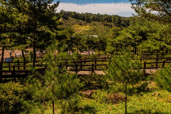 Wooden stairway winding its way through peaceful woodland public park on sunny summer afternoon in South Korea