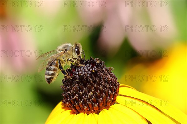 European honey bee (Apis mellifera), collecting nectar from a yellow coneflower (Echinacea paradoxa), Wilnsdorf, North Rhine-Westphalia, Germany, Europe