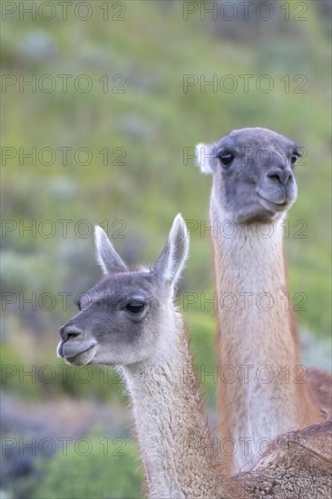 Guanaco (Llama guanicoe), Huanaco, adult, animal portrait, Torres del Paine National Park, Patagonia, end of the world, Chile, South America