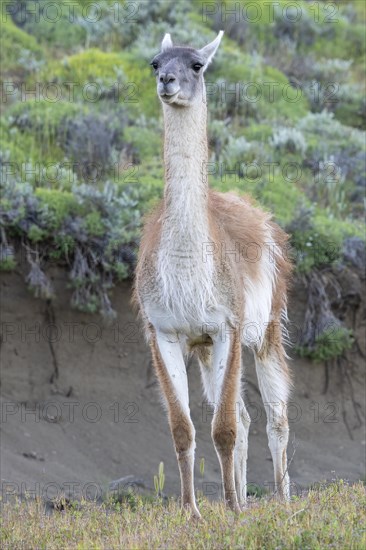 Guanaco (Llama guanicoe), Huanako, adult, Torres del Paine National Park, Patagonia, end of the world, Chile, South America