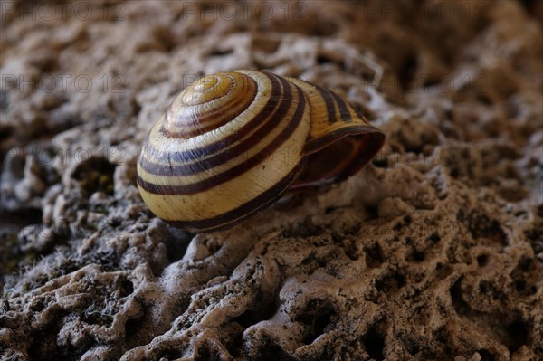 Small snail shell in shades of yellow and brown lies on a colour-matching background of tuff, Bavaria, Germany, Europe